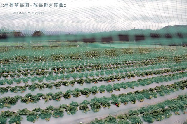 草莓季採草莓囉~高橋草莓園-新竹關西 @yass集合啦！