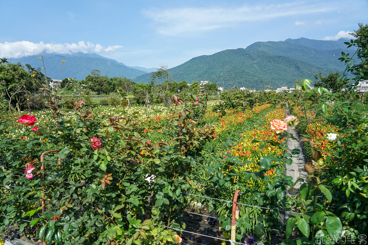 花蓮賞花景點   嘉德萱草花田2020  平地金針花海占地廣大 花種更多樣  花季至端午節連假都看得到 IG網美熱門景點 花蓮免費景點 @yass集合啦！