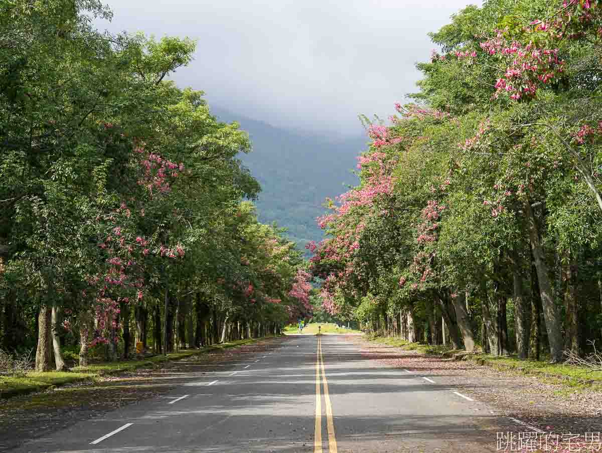 [鳳林景點]花蓮美人樹大道，9-11月美人樹花期，粉紅花海無人超好拍，丘丘森旅 @yass集合啦！
