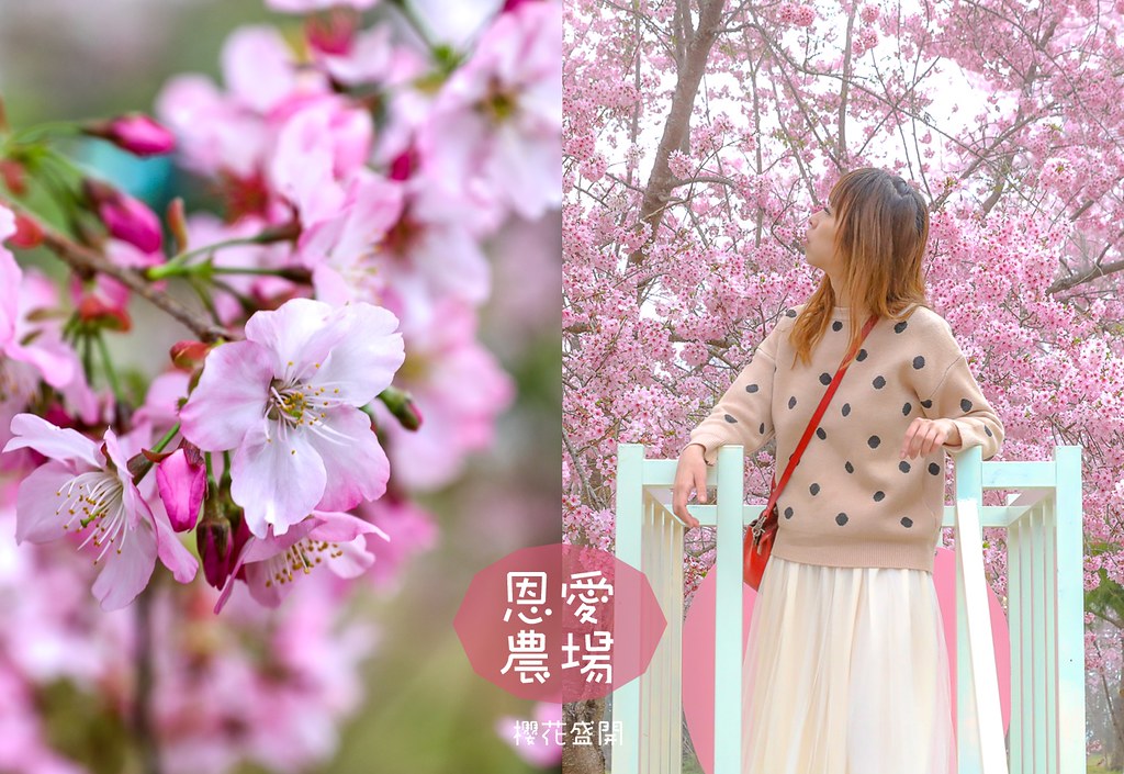 2021拉拉山恩愛農場櫻花盛開！花況/交通/門票分享 @yass集合啦！