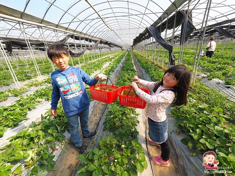 桃園大溪景點-323溫室精緻農場-超大型親子採草莓農場，怎麼採都採不完，還有蕃茄跟無花果哦 @yass集合啦！