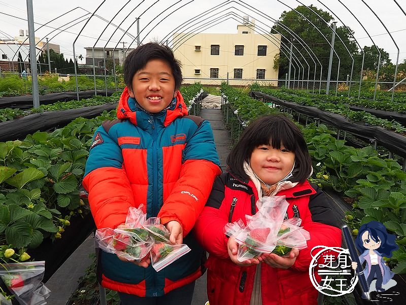 桃園蘆竹景點-八角店高架草莓園-用袋子裝著的美姬草莓園，假日只開放五組人馬入園採收 @yass集合啦！