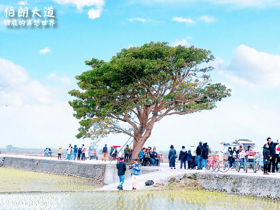 去台東伯朗大道看金城武樹、蔡依林樹！金城武廣告I SEE YOU爆紅台東景點！天堂路美翻！伯朗大道租腳踏車！ @yass集合啦！