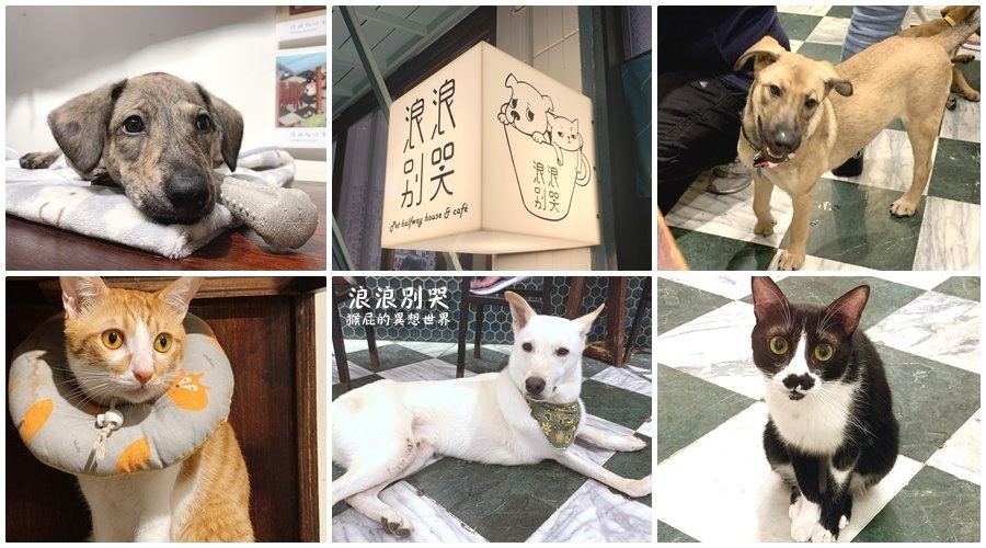 【台北車站】浪浪別哭,讓我陪你等家!毛小孩陪你吃飯,流浪動物中途之家!(捷運善導寺站) 【台北車站】浪浪別哭,讓我陪你等家!毛小孩陪你吃飯,流浪動物中途之家!(捷運善導寺站)